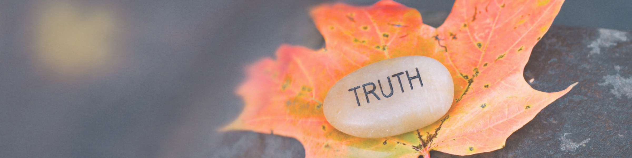 NDTR – 2025 – banner (2400 x 600 px) (3)